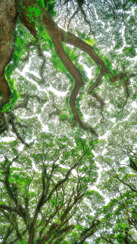 The rainforest of indonesia screenshot