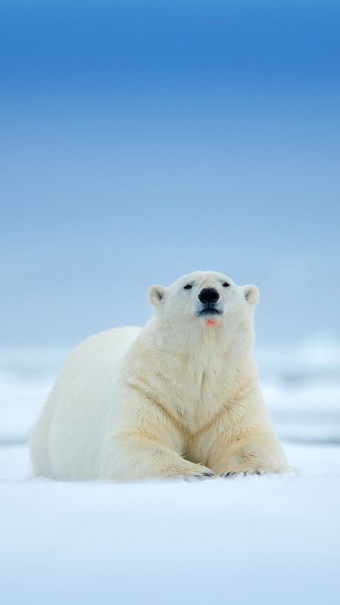 Polar Bear screenshot
