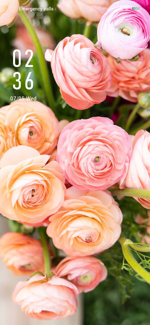 Pink rose screenshot