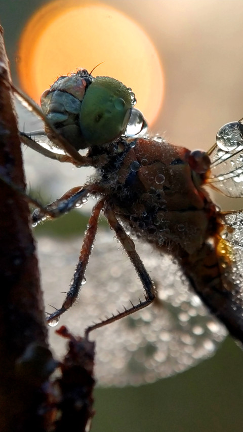 Balaram Paul (4) screenshot