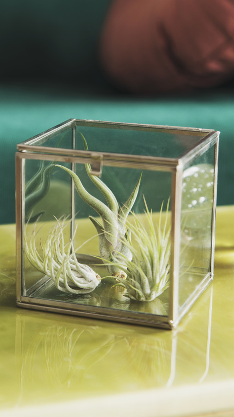 What are the benefits of raising air pineapples 4 screenshot