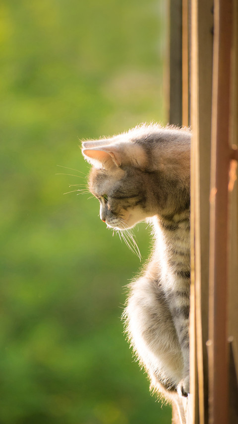 The cat looks out of the window sitting on the balcony screenshot