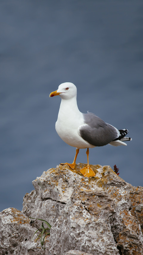 Seagull 3 screenshot