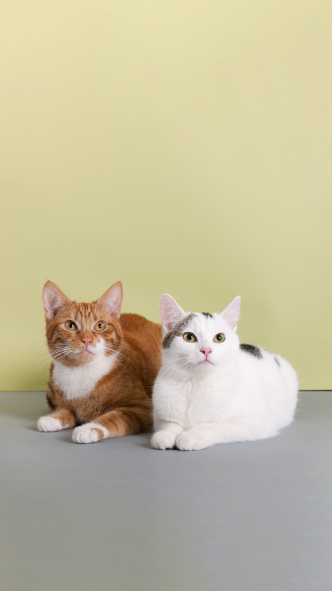 Two Cats in Red and White on Green Background screenshot
