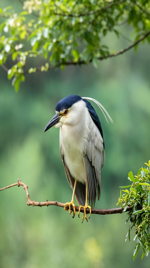 The distinctive features of the blackcrested night heron screenshot