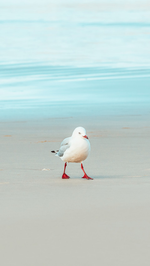 Seagull walking along beach shoreline screenshot