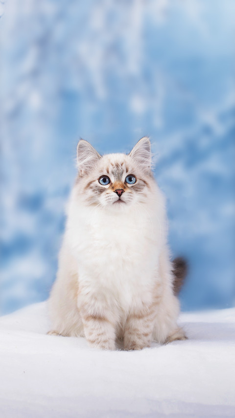 A Kitten on Winter Nature In Snow screenshot
