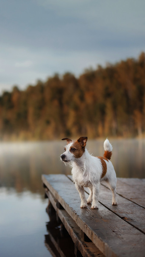 Dog Jack Russell Terrier shore of the lake in early morning screenshot