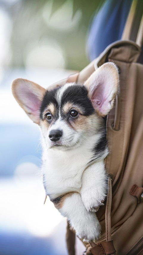 A tricolor welsh corgi pembroke puppy siting on brown fabric screenshot