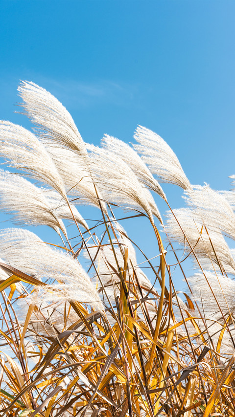 The reeds of liangzhu in autumn screenshot