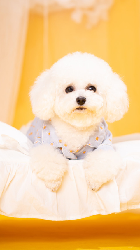 A bichon frise on the indoor bed screenshot