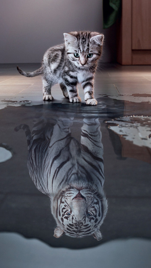 Kitten screenshot