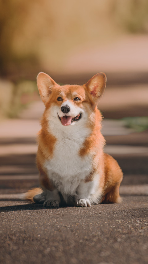 Welsh Corgi Pembroke at the Forest screenshot