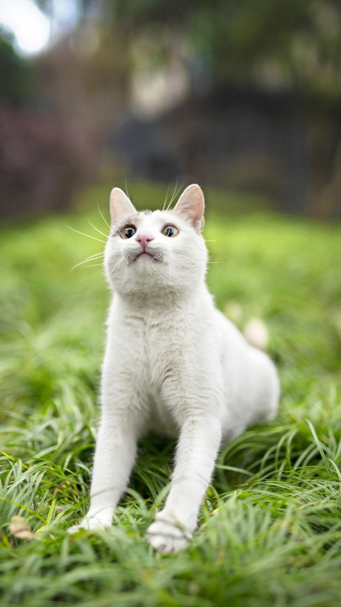 Pet cat71 screenshot