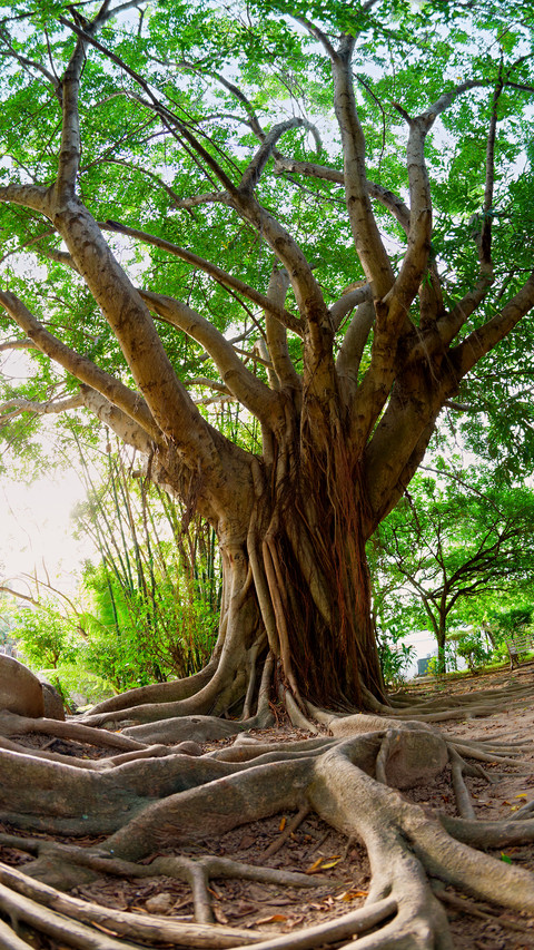 Green tree screenshot