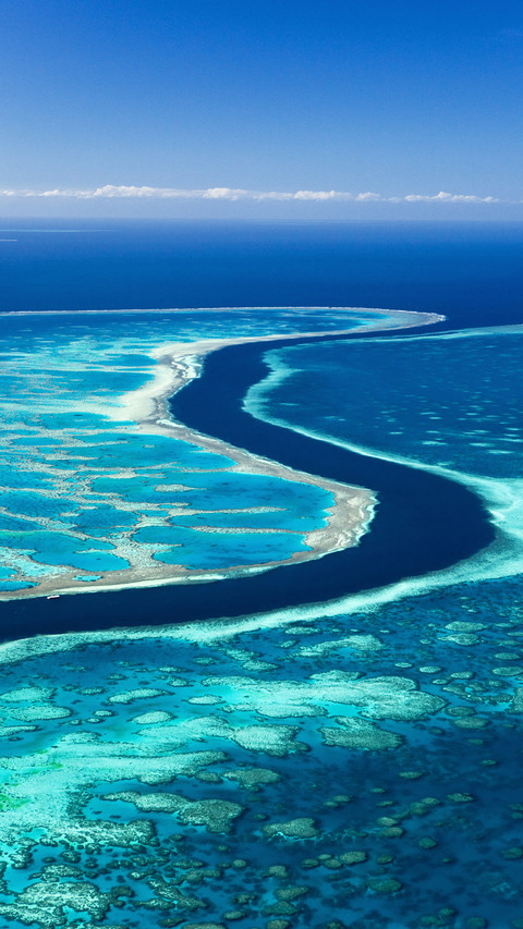 The coral of the great barrier reef was burned to death screenshot