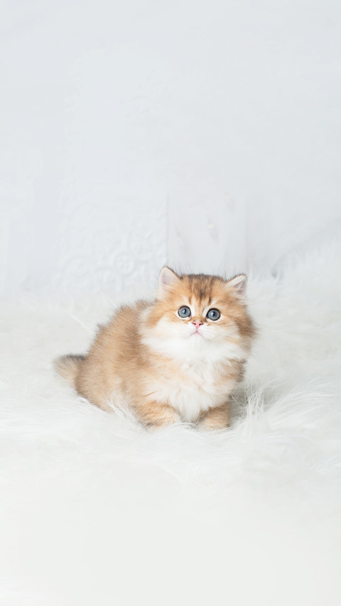 Adorable British Shorthair kitten screenshot