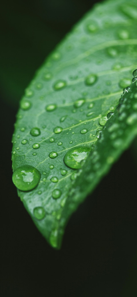 Green Plants-PAIXIN screenshot