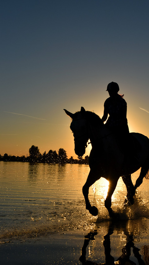 Horses6 screenshot