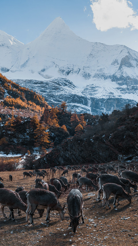 Antelopes Forage on The Grassland screenshot