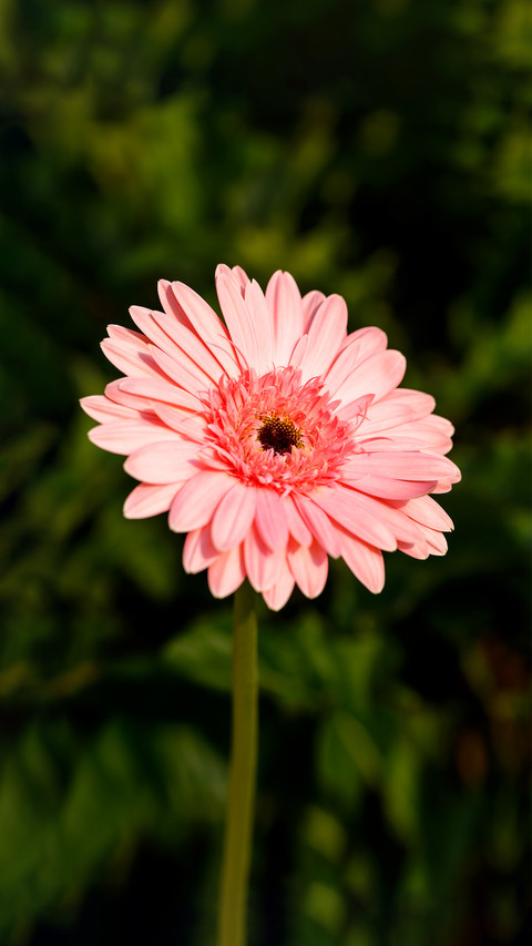 Three tips for shooting flowers 9 screenshot