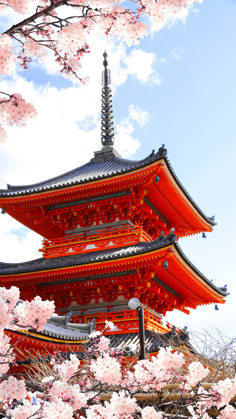 Spring time in Kyoto, Japan. Sakura blossom season screenshot
