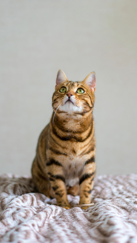 How to distinguish tiger spot from civet cat 90 screenshot