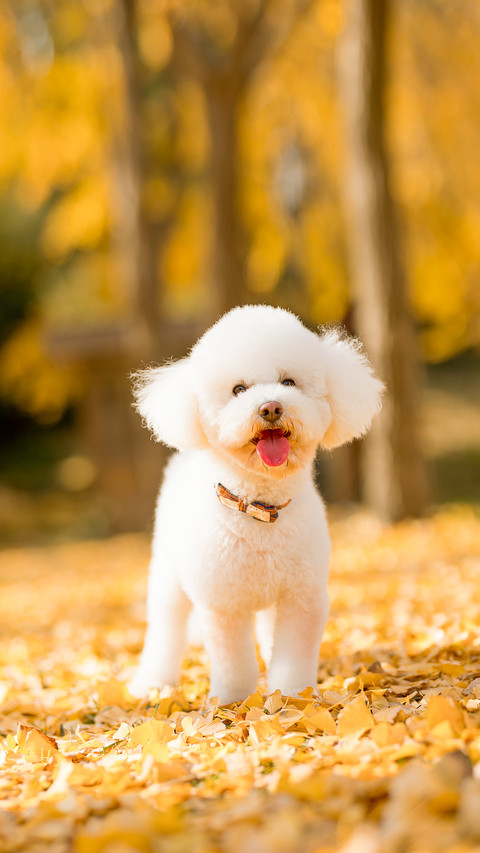 Bichon Frise dog sitting outdoors on fallen leaves in autumn screenshot