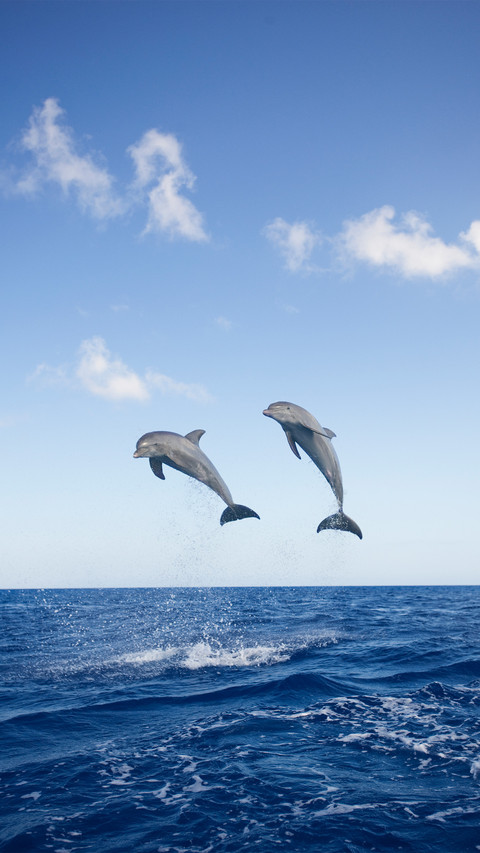 A dolphin leaping out of the water screenshot
