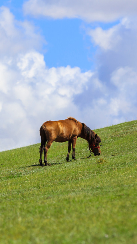 Horses can grow muscles even if they only eat grass screenshot