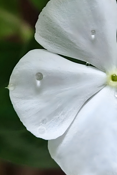 White beauty.jpg screenshot
