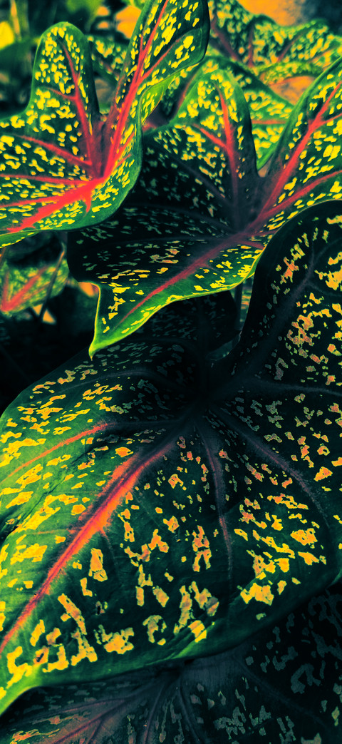 Beautiful Plant screenshot