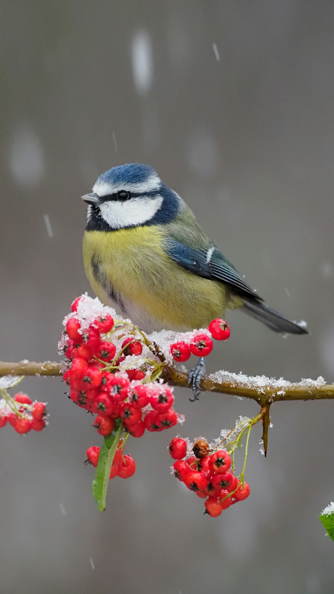 A Bird Standing on Branch in A Snowy Day screenshot