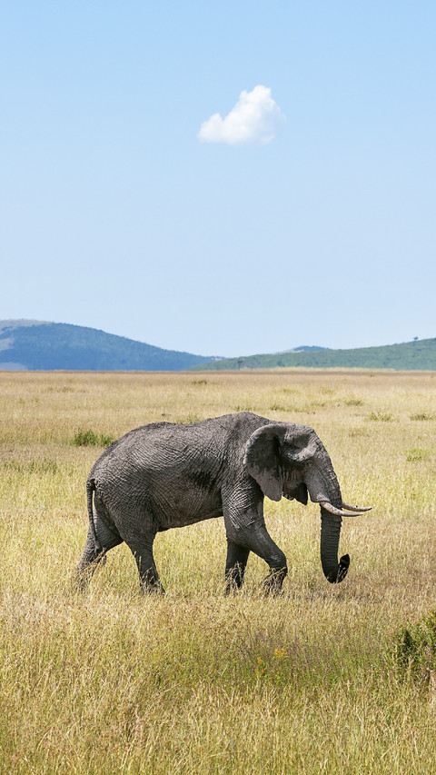 Elephant on Grassland screenshot