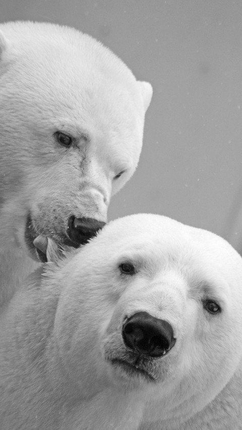 Lovely Polar Bear (9) screenshot