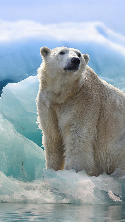 Lovely Polar Bear (4) screenshot