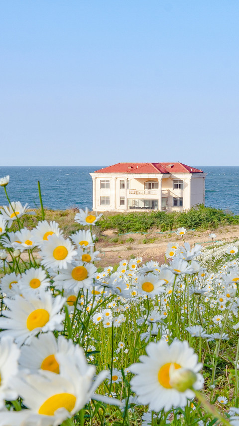 The little daisies blooming by the seaside screenshot