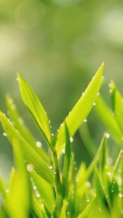 雨后植物 screenshot