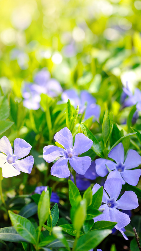 Spring screenshot