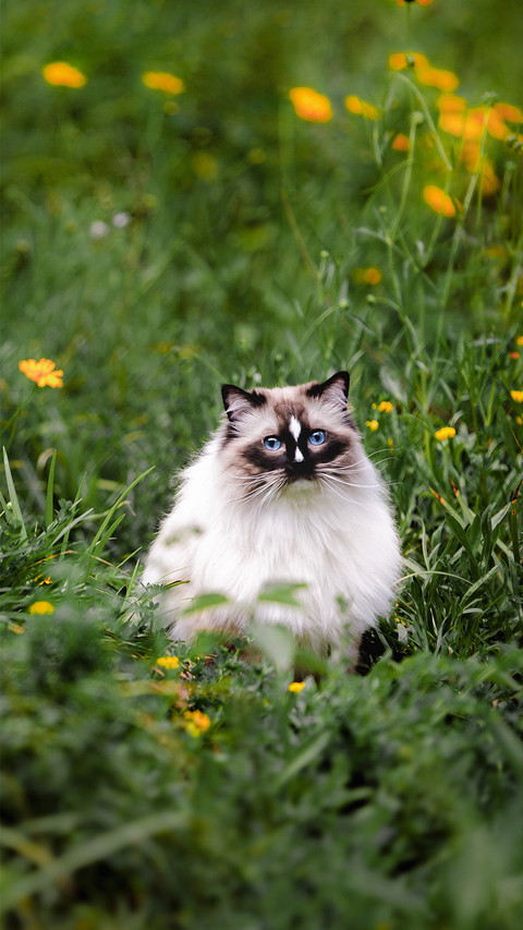 缅甸圣猫 伯曼猫 screenshot