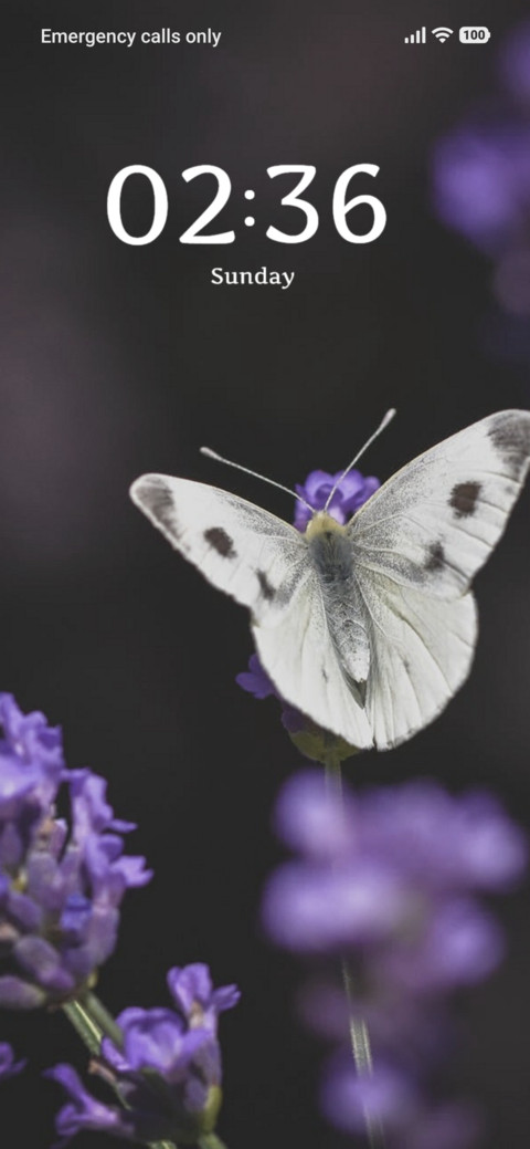 Purple Butterfly screenshot