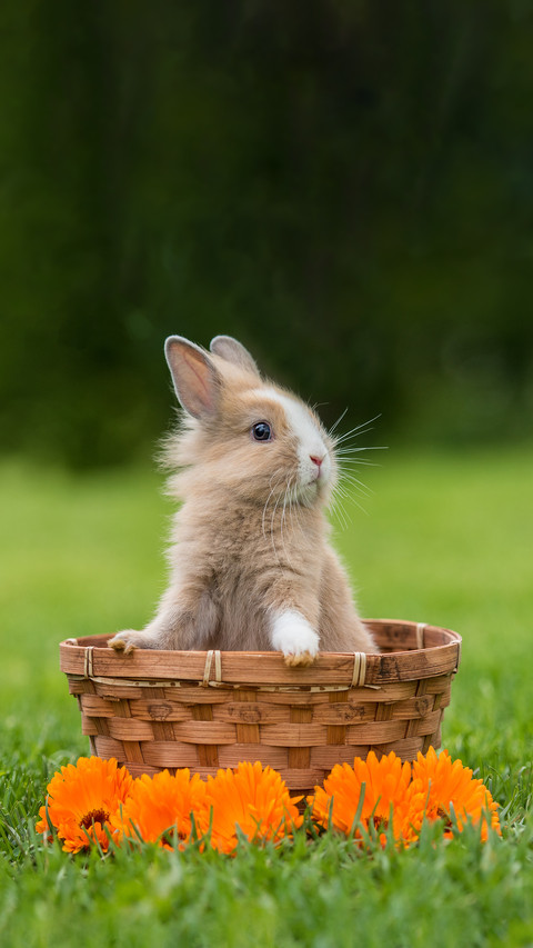Little Funny Rabbit Sitting in the Basket screenshot