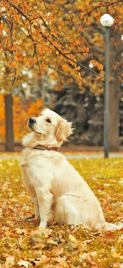 Dogs in Autumn-PAIXIN screenshot