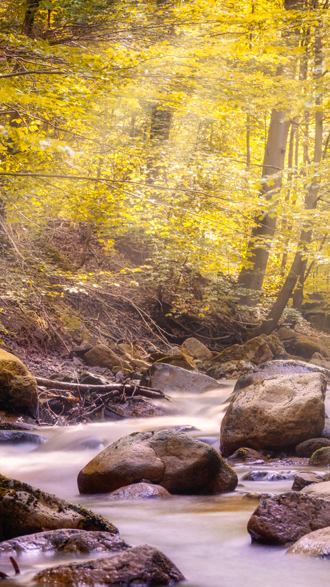 Yellow leaf stream screenshot