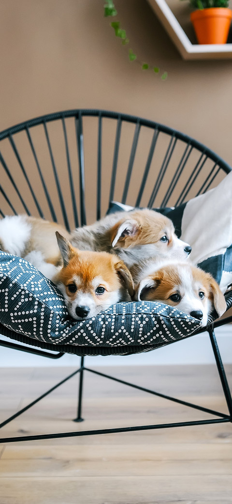 Corgi-PAIXIN screenshot