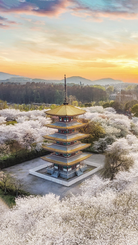 Wuhan cherry blossoms have been cleared to zero screenshot