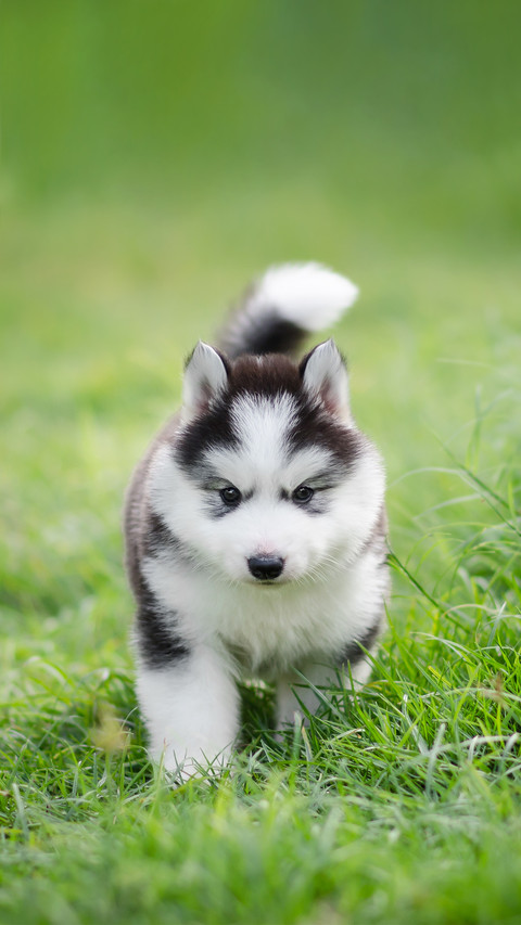 A Cute Puppy Siberian Husky on Grass screenshot