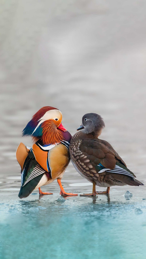 The most chaotic animal in the world of mandarin ducks screenshot