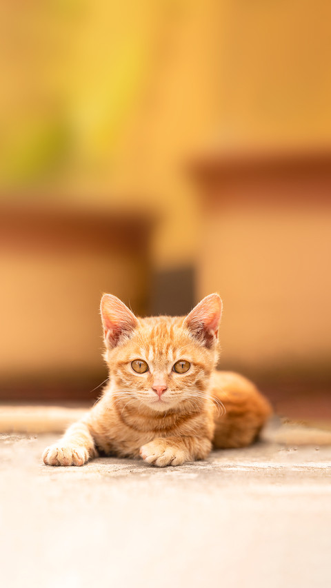 A Portrait of a Tabby Kitten screenshot