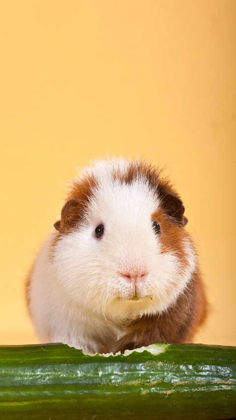 Raising dutch pigs is actually very soothing screenshot